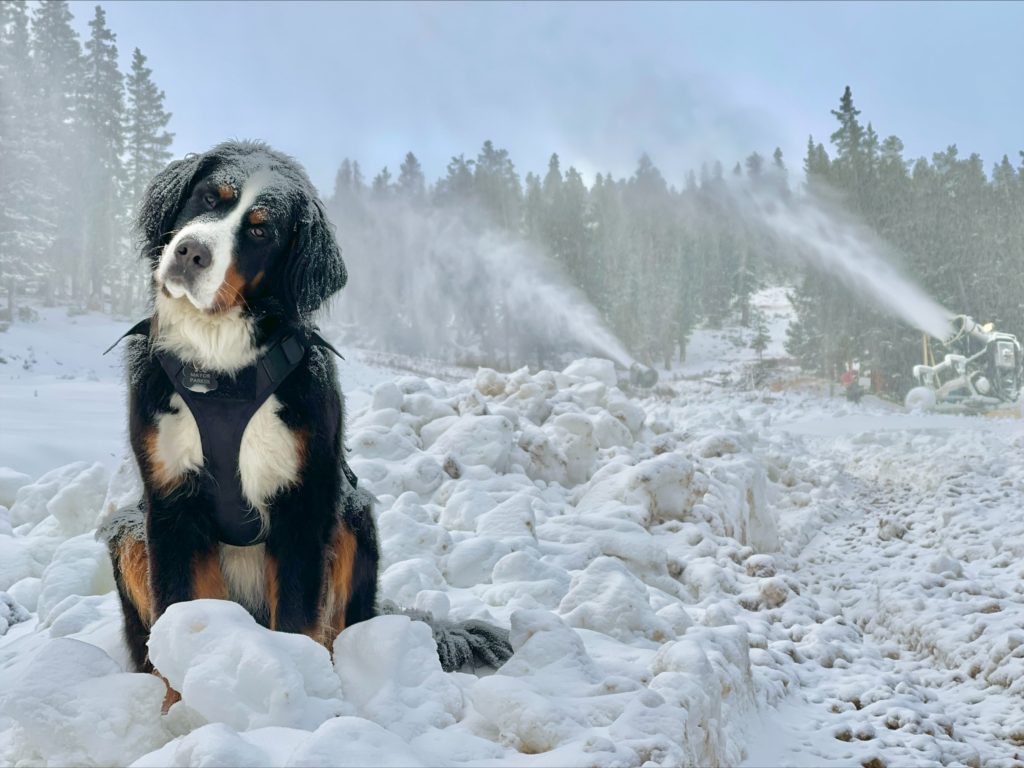 Parker The Snowdog supervises snowmaking.